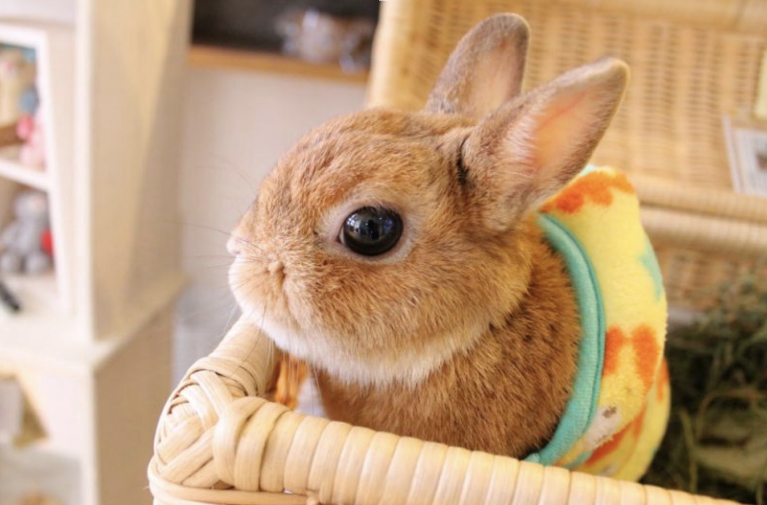 How Animals Lower Stress Hormones